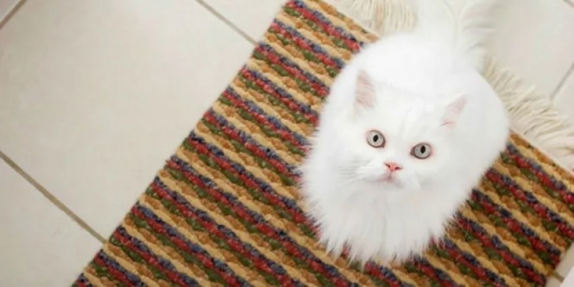 9 incredible life hacks for cleaning that could not have occurred to you 9 incredible life hacks for cleaning that could not have occurred to you