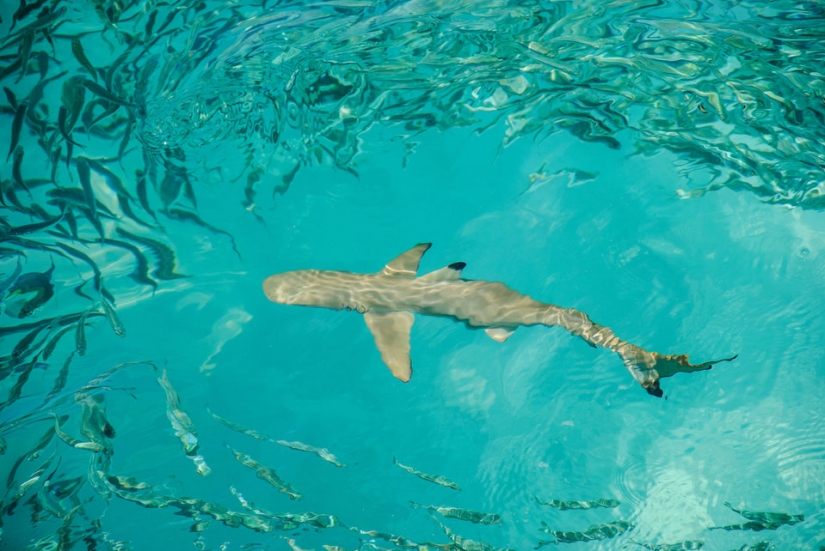 9 interesting facts about sharks