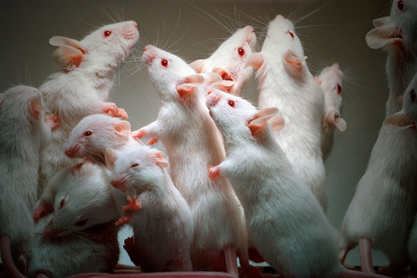 9 of the most brutal psychological experiments in history