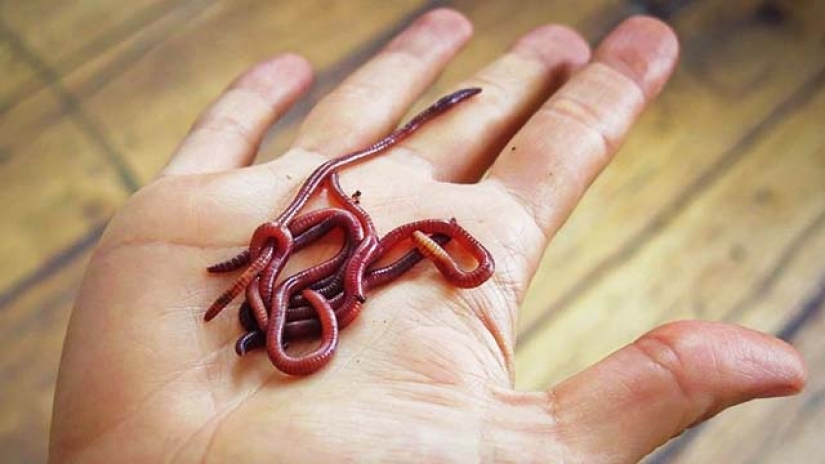 9 profesiones más inusuales