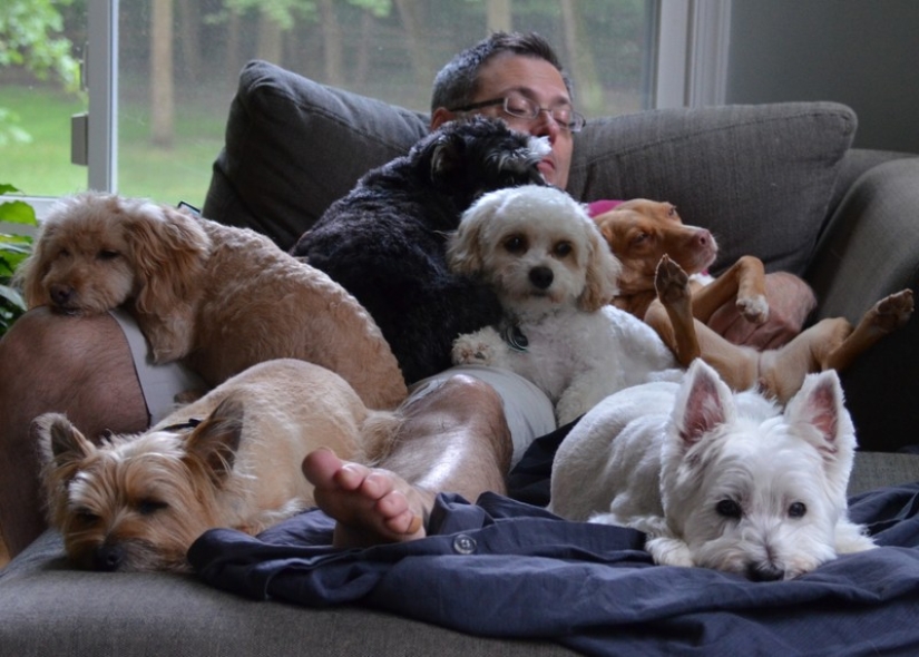 9 scientifically proven reasons to get a dog 9 scientifically proven reasons to get a dog