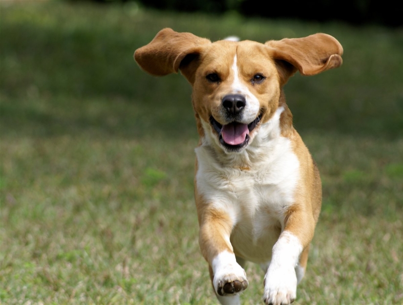 9 scientifically proven reasons to get a dog 9 scientifically proven reasons to get a dog