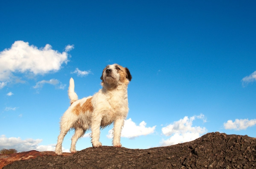 9 scientifically proven reasons to get a dog 9 scientifically proven reasons to get a dog
