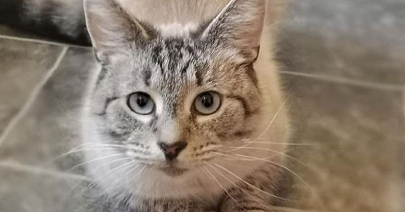 A British cat came home with a message that made his owner worry