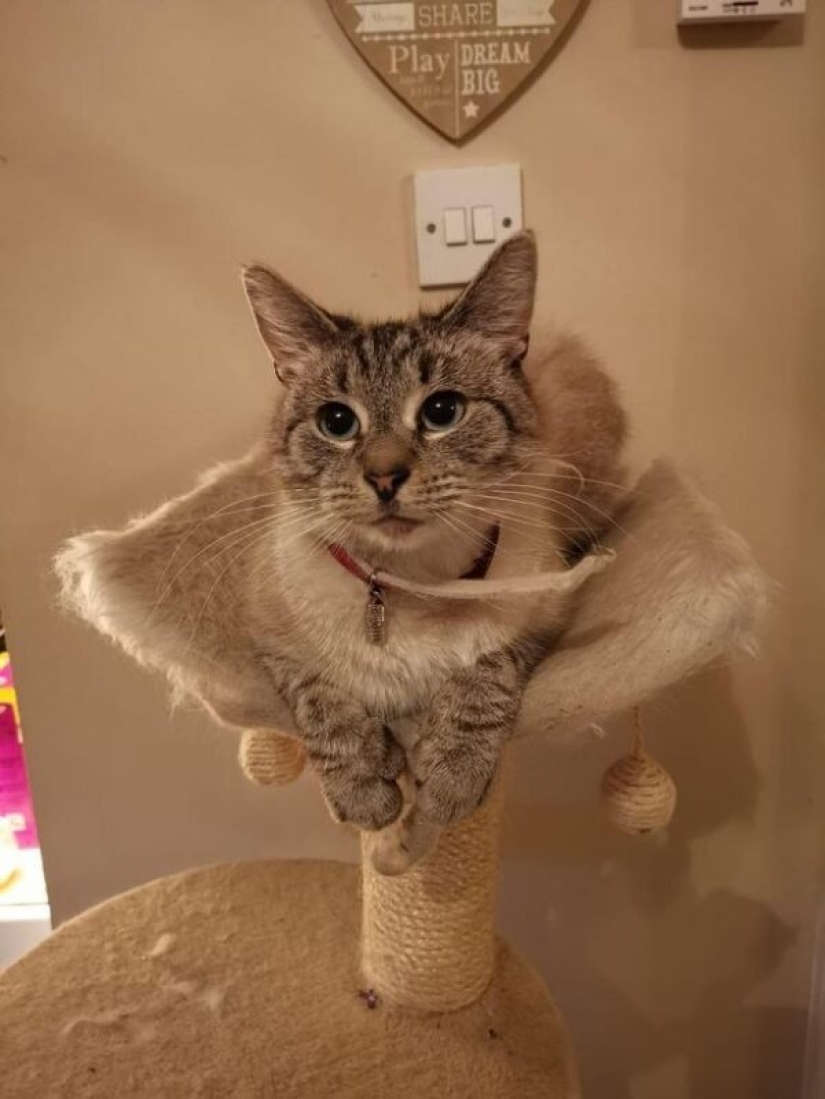 A British cat came home with a message that made his owner worry