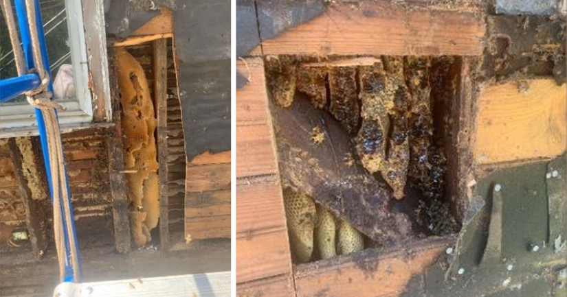 A couple from the USA bought a house in the village, and it turned out to be a giant beehive