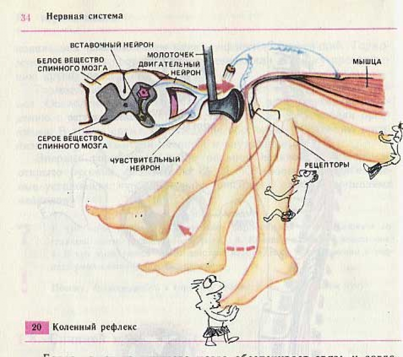 A funny painted biology textbook will take you back to the 9th grade