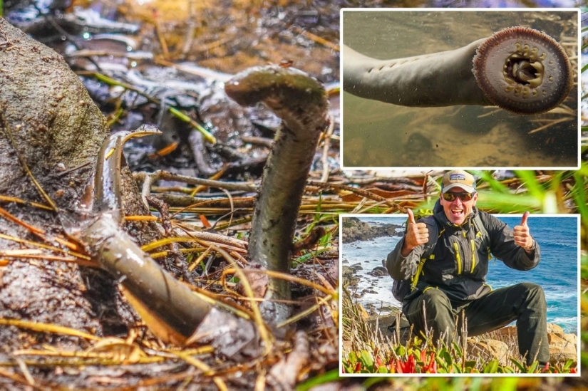 A guide from Australia has discovered vampire eels that have not been seen for 20 years