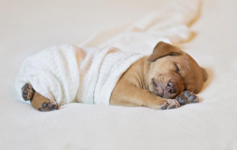 A photo shoot of a newborn puppy that will melt your mimimeter