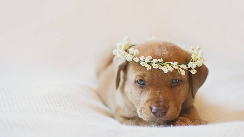 A photo shoot of a newborn puppy that will melt your mimimeter A photo shoot of a newborn puppy that will melt your mimimeter