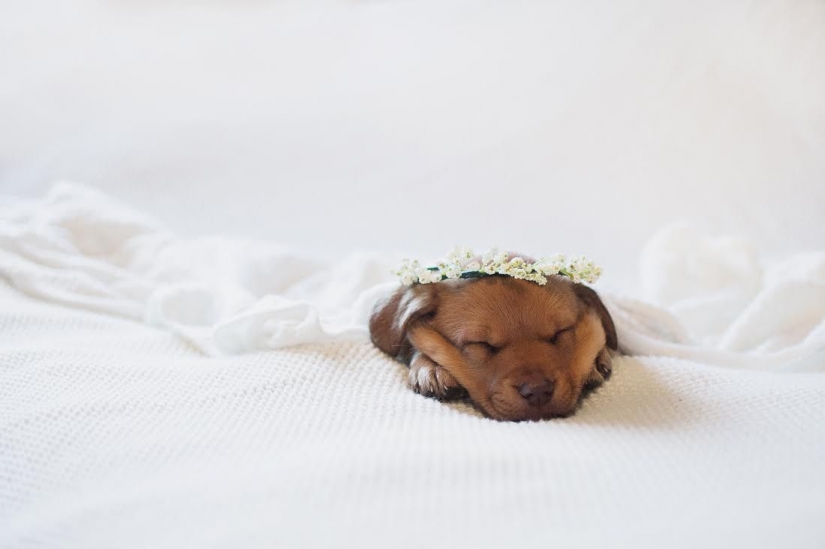 A photo shoot of a newborn puppy that will melt your mimimeter A photo shoot of a newborn puppy that will melt your mimimeter