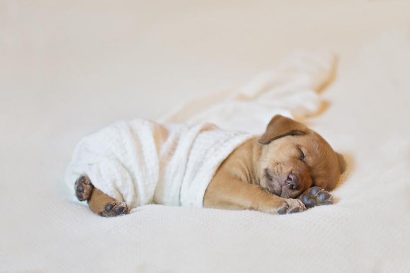 A photo shoot of a newborn puppy that will melt your mimimeter A photo shoot of a newborn puppy that will melt your mimimeter