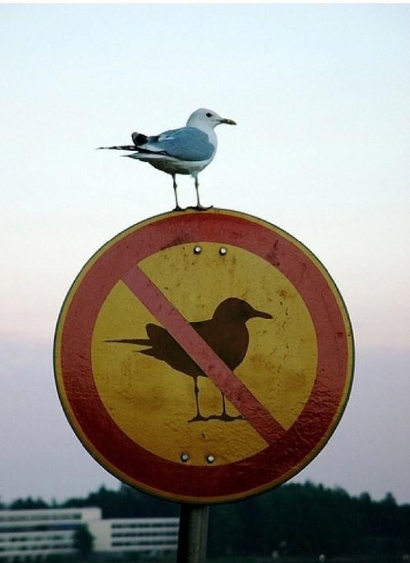 A post for those who have broken stupid rules at least once in their life