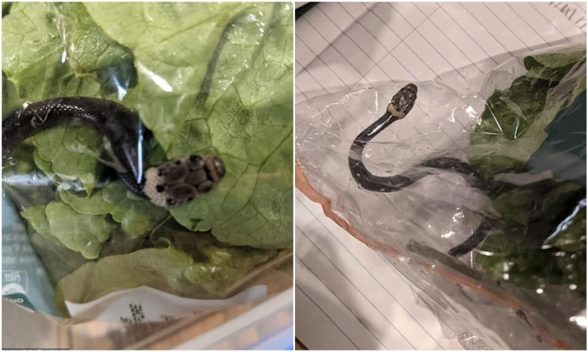A resident of Australia found the snake in shopping salad