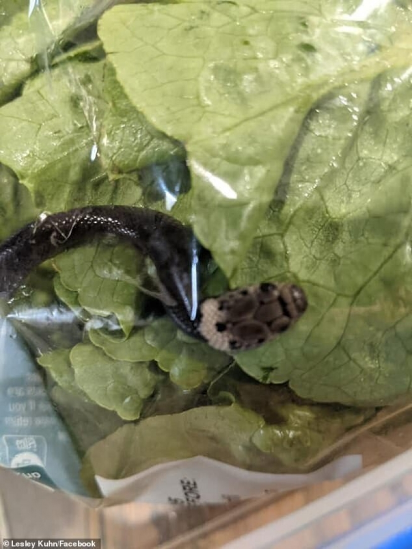 A resident of Australia found the snake in shopping salad