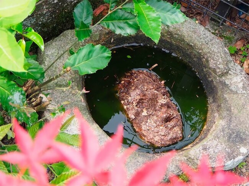 A student from Japan has created a creepy, but beautiful Forest of Despair A student from Japan has created a creepy, but beautiful Forest of Despair
