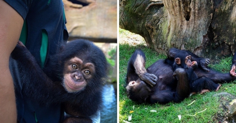 A stuffed toy replaced the little chimpanzee's mother when the real one abandoned him