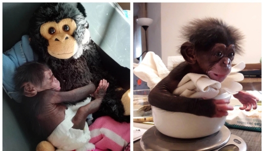 A stuffed toy replaced the little chimpanzee's mother when the real one abandoned him