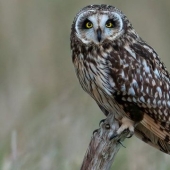 A wildlife photographer makes stunning shots during lunch break