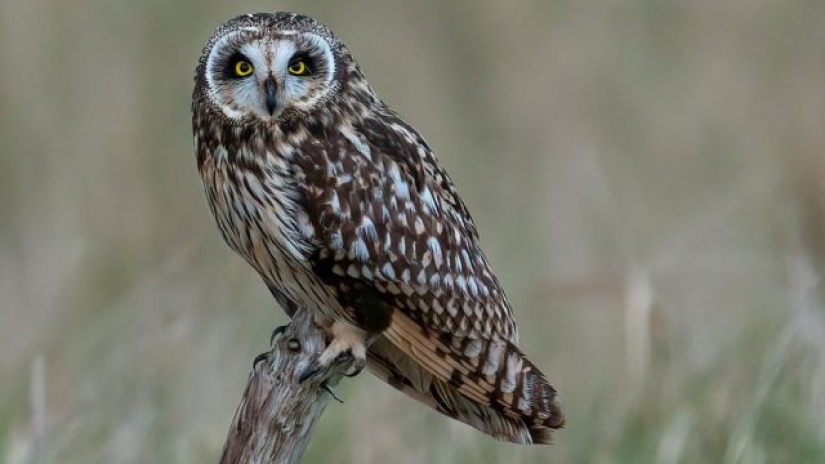 A wildlife photographer makes stunning shots during lunch break