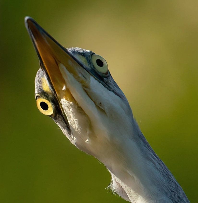A wildlife photographer makes stunning shots during lunch break