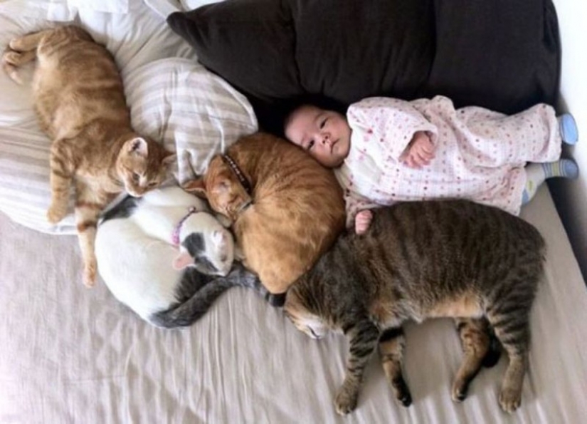 Adorable photos proving that your child needs a cat