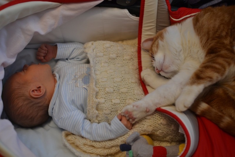 Adorable photos proving that your child needs a cat