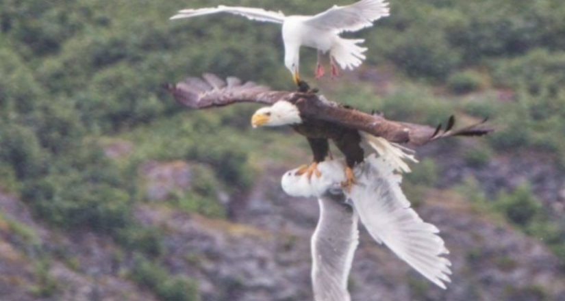 "Ahora lo he visto todo" : 25 fotos, después de ver que se puede decir con seguridad "Ahora lo he visto todo" : 25 fotos, después de ver que se puede decir con seguridad