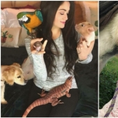 Ahorra vacas, llamas y serpientes: American había arreglado un refugio para 200 animales