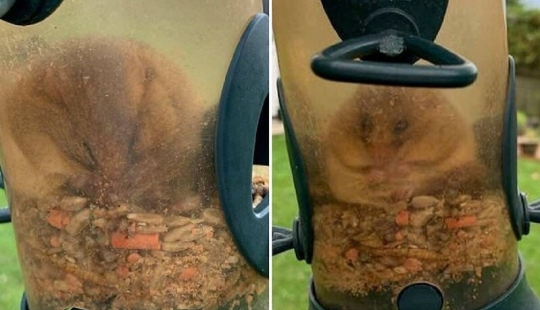 Alguien come demasiado: un roedor se metió en un comedero para pájaros y se quedó atascado