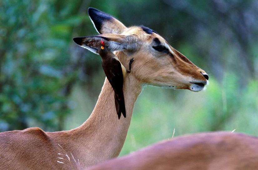 Amantes de los viajes gratis