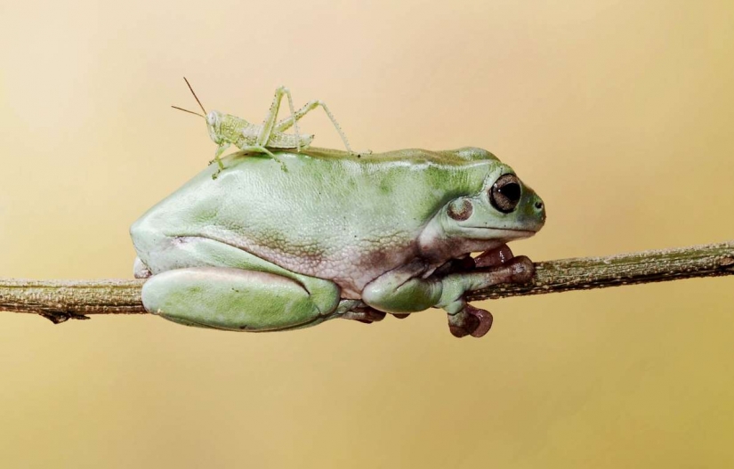 Amantes de los viajes gratis