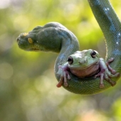 Amantes de los viajes gratis