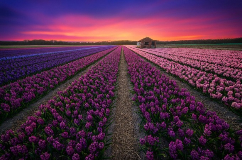 Amazing beauty of the Netherlands Amazing beauty of the Netherlands