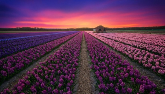 Amazing beauty of the Netherlands Amazing beauty of the Netherlands