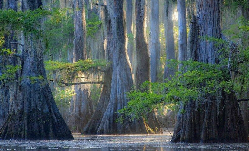 Amazing cypress trees of Caddo lake