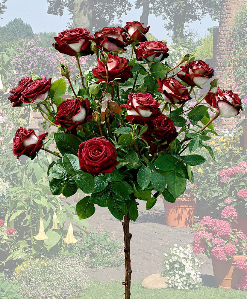 Amazingly beautiful rose of the Osiria variety