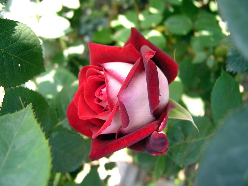 Amazingly beautiful rose of the Osiria variety