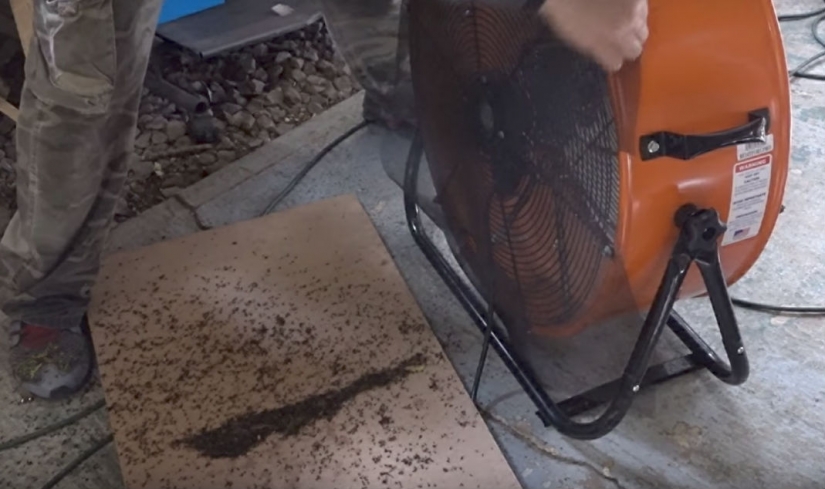 An American kills 4 thousand mosquitoes every night, using his dog as bait