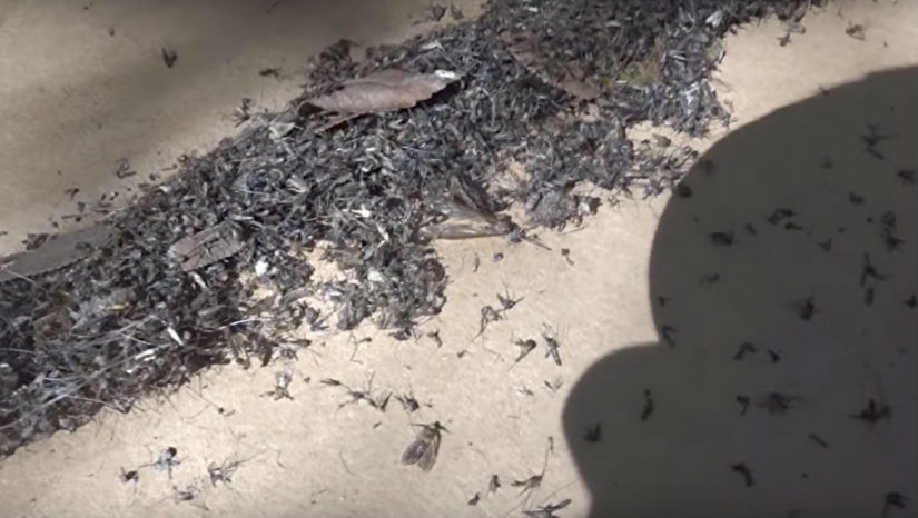 An American kills 4 thousand mosquitoes every night, using his dog as bait