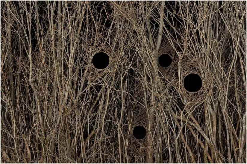 An ideal hole appeared in the forest thicket near an Estonian village and puzzled netizens An ideal hole appeared in the forest thicket near an Estonian village and puzzled netizens