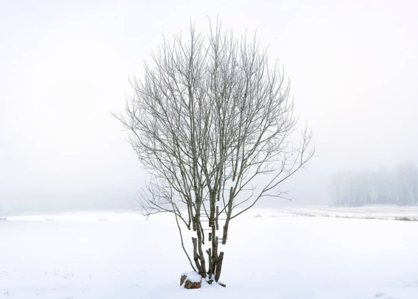 An ideal hole appeared in the forest thicket near an Estonian village and puzzled netizens An ideal hole appeared in the forest thicket near an Estonian village and puzzled netizens