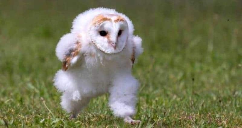 An owl hurrying somewhere on the grass touched millions and became a popular meme An owl hurrying somewhere on the grass touched millions and became a popular meme