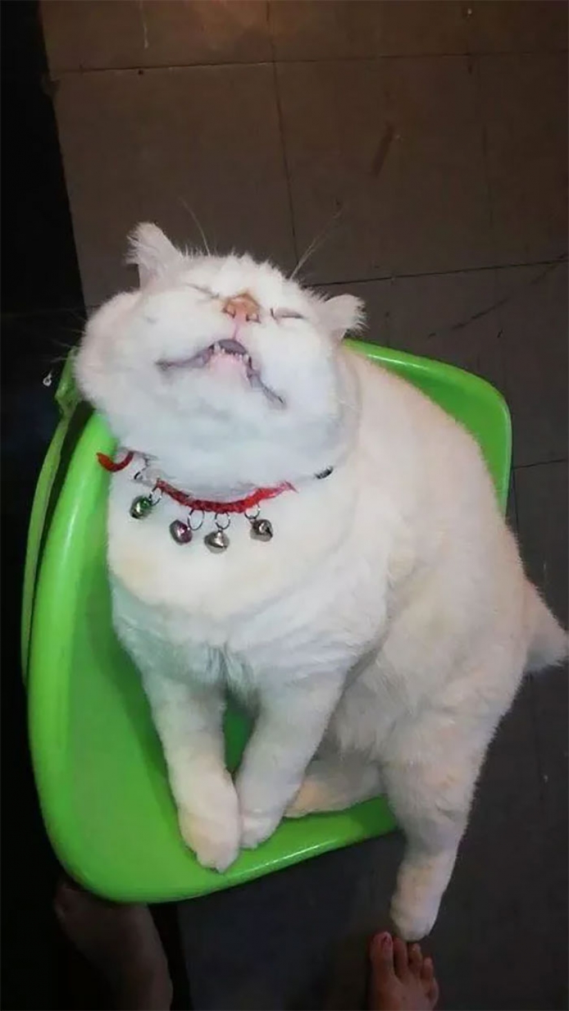 Angry cat trabaja como guardia de sandía en Tailandia