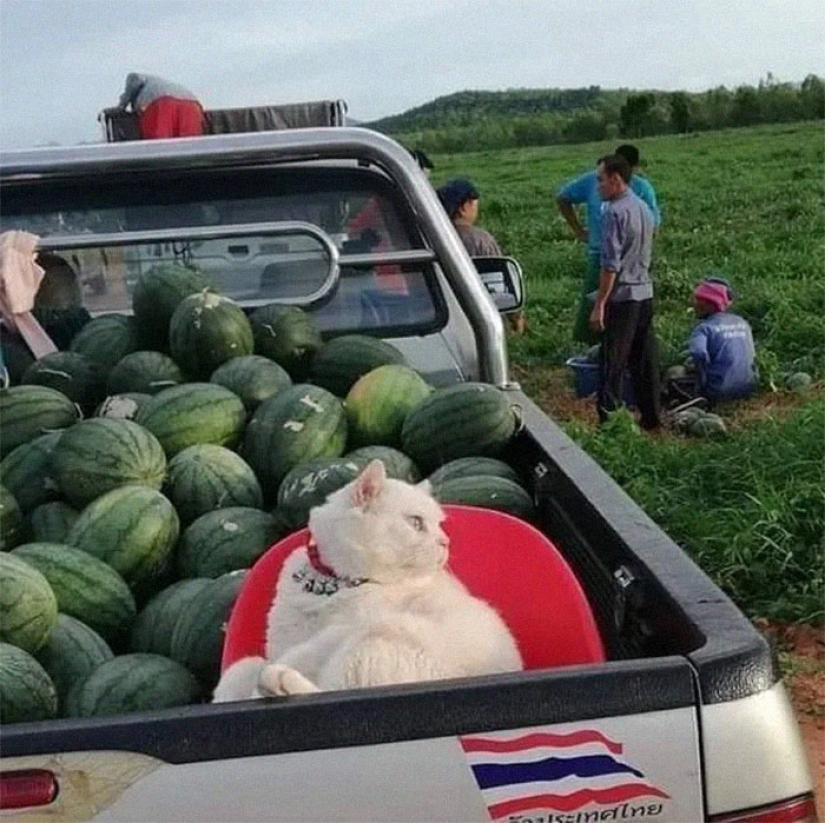 Angry cat trabaja como guardia de sandía en Tailandia