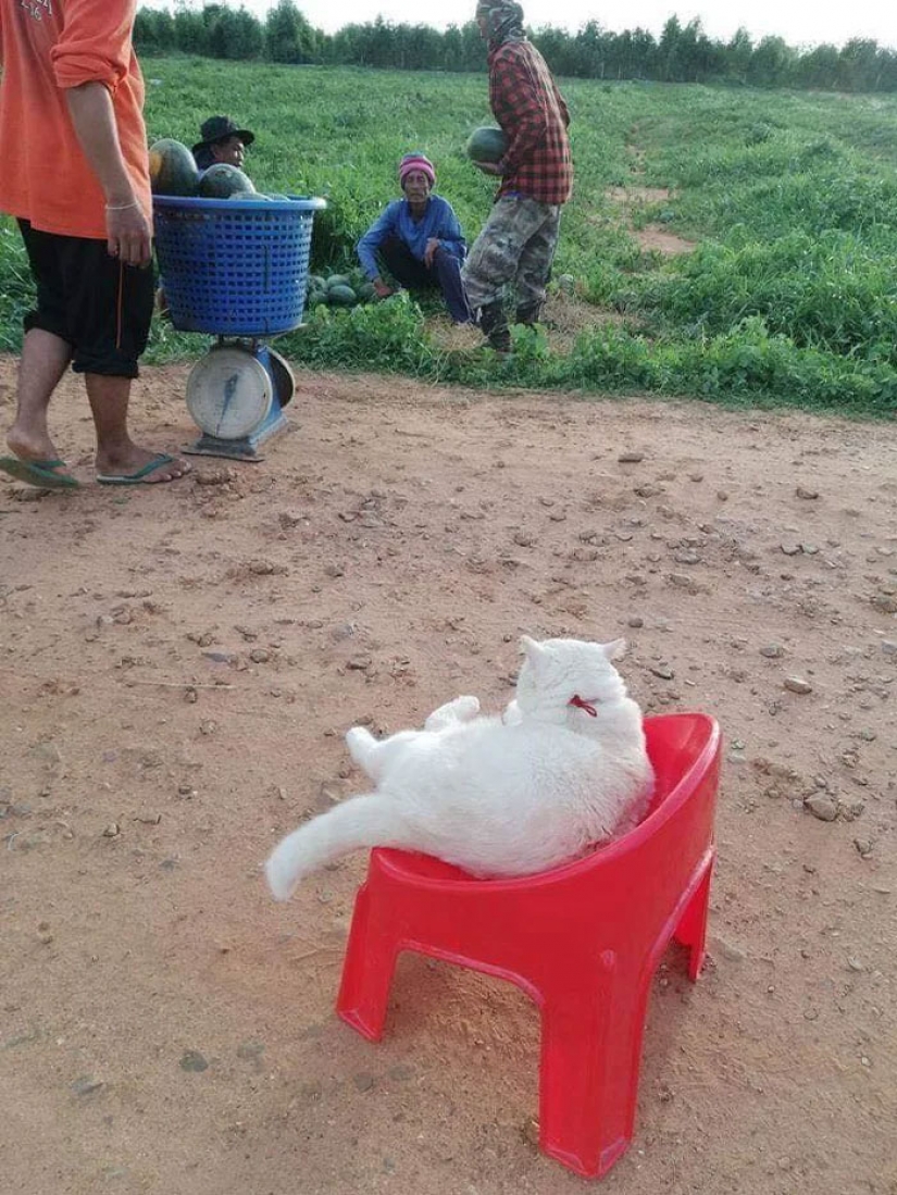 Angry cat works as a watermelon guard in Thailand