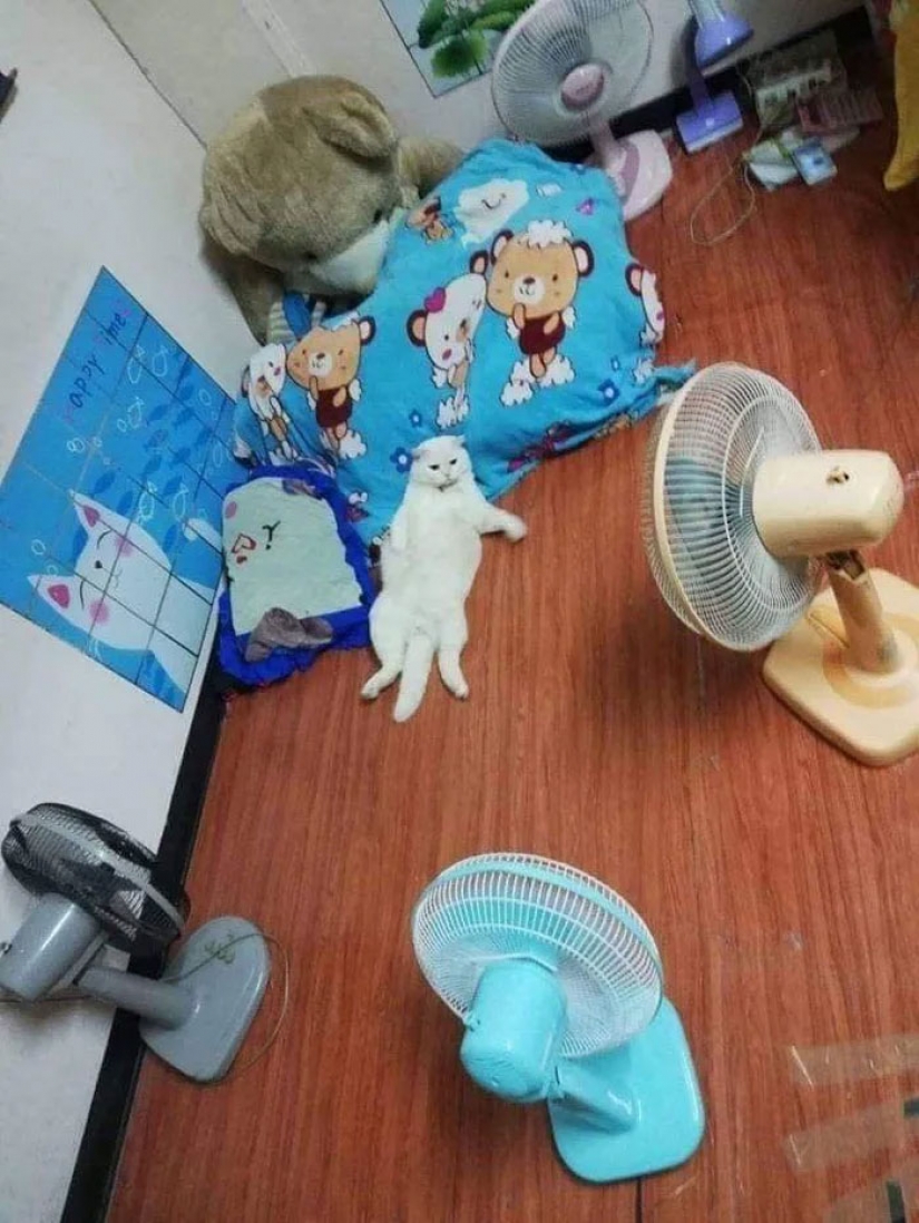 Angry cat works as a watermelon guard in Thailand