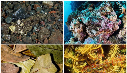 Animal camouflage: 15 examples of environmental mimicry
