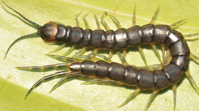 Animales recién descubiertos que aún no has visto