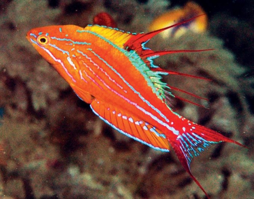 Animales recién descubiertos que aún no has visto